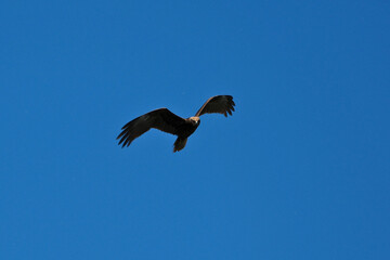 black kite flying in sky, bird in natural conditions