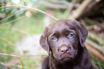 Brauner Labrador Retriever Welpe im Garten