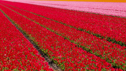 Row or line of multicolor tulip flowers on field in countryside farm, Tulips are plants of the...