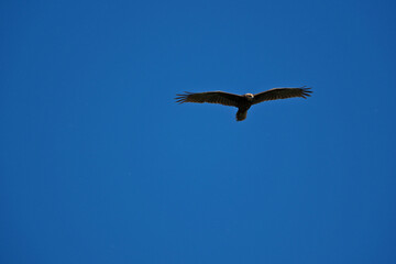 Obraz premium black kite flying in sky, bird in natural conditions