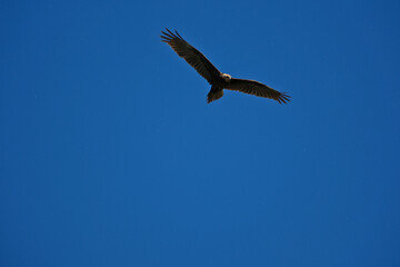 black kite flying in sky, bird in natural conditions