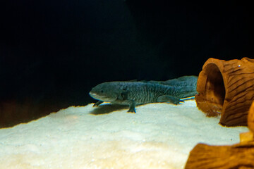 Larval salamander. Axolotl in a Water Tank. An axolotl stares curiously from the water. Mexican walking fish. Ambystoma mexicanum