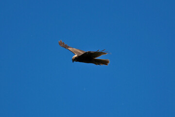 black kite flying in sky, bird in natural conditions