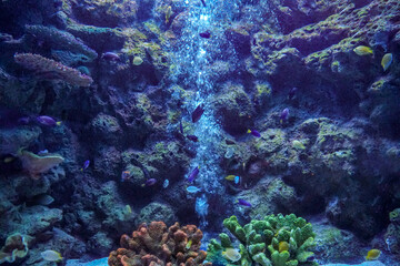 Colorful fishes and corals in the aquarium. Underwater reef scene with fishes. A vibrant reef aquarium scene with colorful corals and fish.