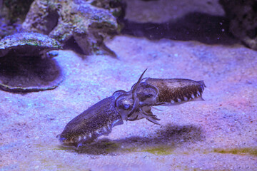 Cuttlefish squid in tank. Colorful squid swimming in dark aquarium water. Cuttlefish mating. Two male giant cuttlefish fighting for dominance to see who will mate. Close-up of squid. Sepia pharaonis