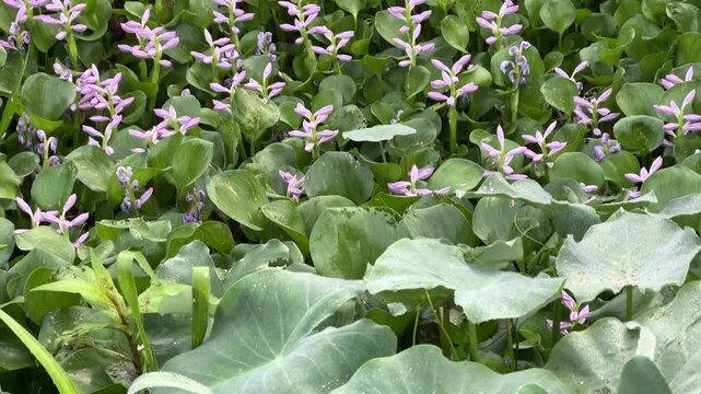 Water Hyacinth and Taro Plants with Dew Drops in a Lush Wetland