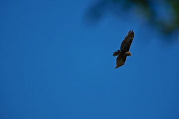 black kite flying in sky, bird in natural conditions