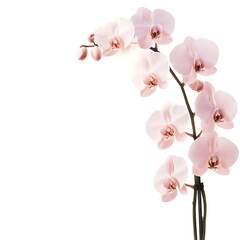 pink orchid isolated on white