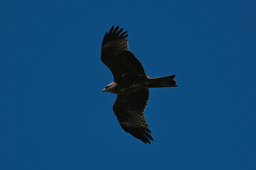 black kite flying in sky, bird in natural conditions