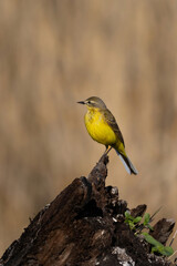 A male of   (Motacilla flava) Yellow Wagtail