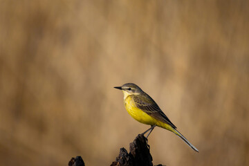 A male of   (Motacilla flava) Yellow Wagtail