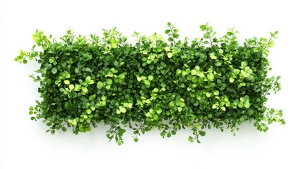 Obraz premium Indoor vertical garden isolated on white background
