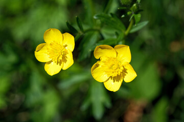 Fototapeta premium Yellow flowers in the garden, Flowers of buttercup (Carpathus acris)