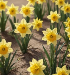 Fototapeta premium Close-up of cheerful daffodils, sunlit petals, fresh spring growth, bloom, sunlight, detail