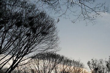 冬の夕空と木のシルエット