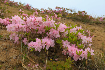 Blooming Pink Rhododendron Schlippenbachii 