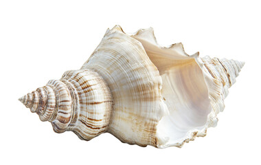 Textured spiral shell displaying natural precision