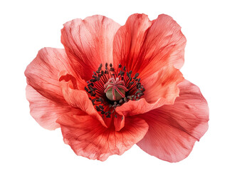 Red poppy flower head isolated on white background