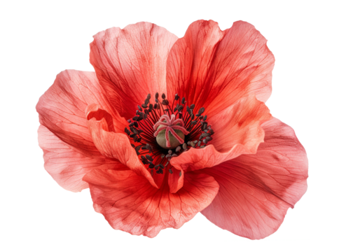 Red poppy flower head isolated on white background