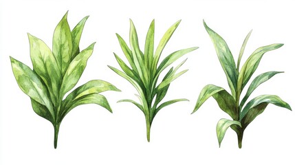 Fototapeta premium Watercolor painting of three tropical plants with lush green leaves isolated on white background.