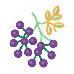 Flat illustration of ripe grapes on a branch with leaves