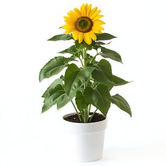 sunflower in a pot isolated