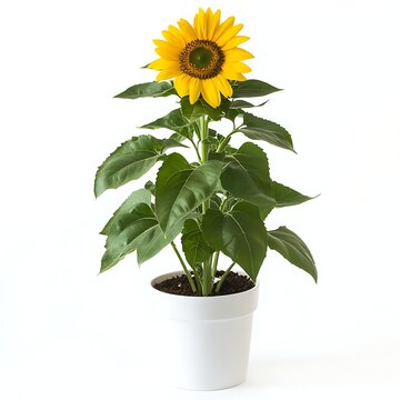 sunflower in a pot isolated