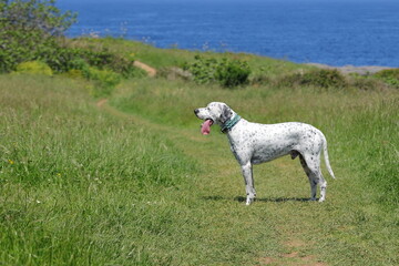 English pointer dog, pet on nature