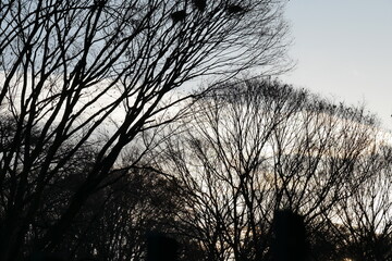 冬の夕空と木のシルエット