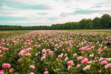 field of flowers