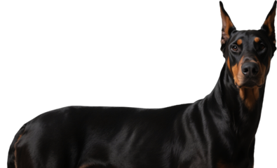 A sleek Dobermann stands with a sharp side profile, looking off to the distance. Its lean body and attentive ears showcase both elegance and strength in one of the most loyal breeds.