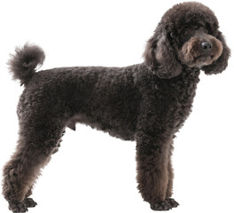 A stylish dark gray poodle stands upright with a direct look at the camera. Its dense curly fur and proud stance show elegance and grooming, highlighting the poodle’s distinct personality.