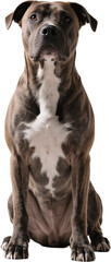 A pitbull gazes directly at the camera with calm strength. Its muscular body and squared face reflect both power and friendliness, making it a strong and loyal companion.
