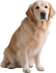 A golden retriever sits upright on its hind legs, showing a playful and trained pose. Its fur gleams in the light while its posture reflects energy and eagerness to engage.