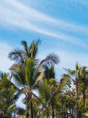 Obraz premium Lush green palm trees stretch towards a bright blue sky with wispy clouds. The tropical foliage creates a serene environment, typical of a coastal paradise during midday.