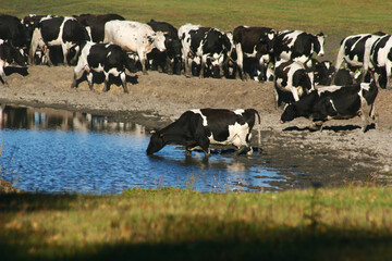 Fototapeta premium Herd of cows grazing and drinking from pond in pastoral landscape