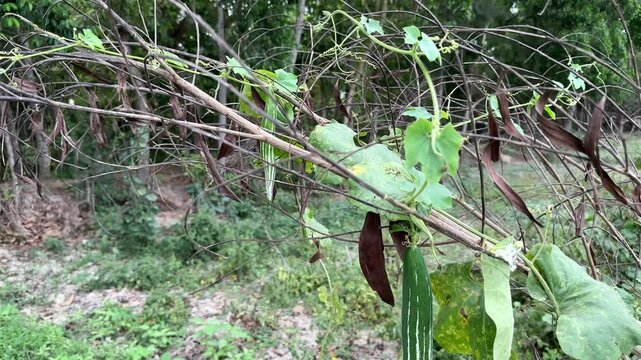 Ridge Gourd Growing on a Branch in a Lush Green Forest Setting