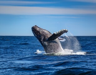 Naklejka premium majestic humpback whale breaching the ocean surface with splashing water against a bright blue sky background
