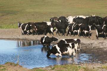 Herd of cows drinking water with horse rider in pasture landscape