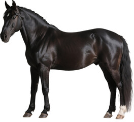 The flowing mane and strong presence of a black friesian horse are displayed in this elegant side profile as it stands poised in a natural landscape
