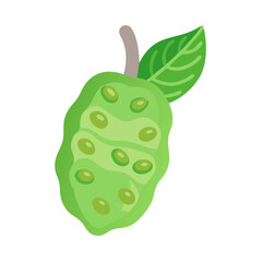 Noni fruit flat design with light green color scheme