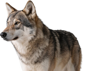 The wolf stands in profile with dense fur and a sharp expression. Its alert body language and muscular structure reflect wild instinct and strength in a forest environment.
