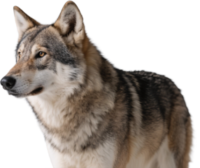 The wolf stands in profile with dense fur and a sharp expression. Its alert body language and muscular structure reflect wild instinct and strength in a forest environment.