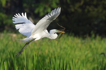 Egret in Flight with Twigs