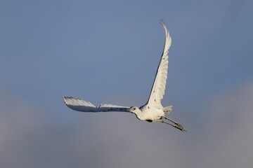 White bird soaring in clear blue sky.