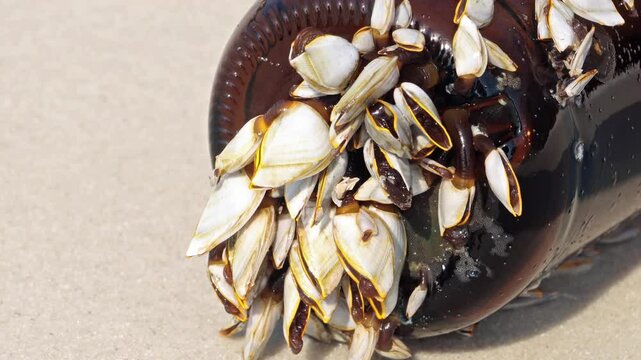 Colony of the pelagic gooseneck barnacle - Lepas anatifera, on the sea beach, macro view