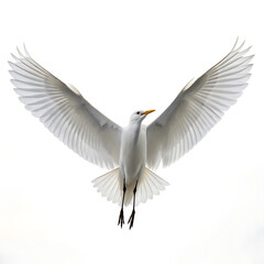 Fototapeta premium Majestic White Bird in Flight Wings Spread Wide Against a Pure White Background