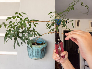 Pruning a Jasmine Plant: Gardening and Home Improvement Concept