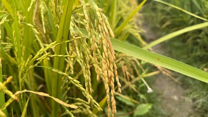 Lush green rice paddy nearing harvest.