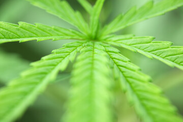 Close-Up View of Lush Green Leaves with Delicate Veins and Texture